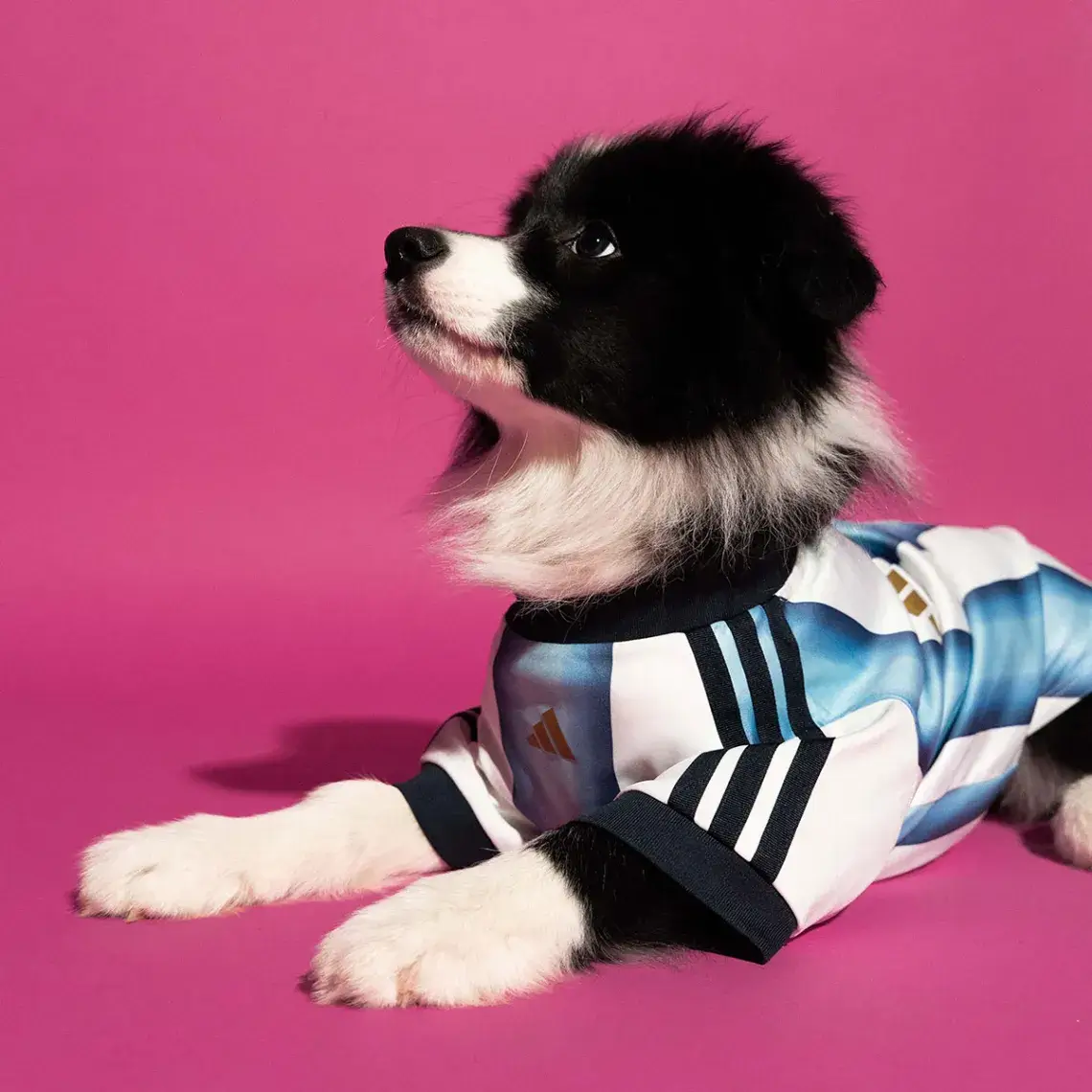 Adidas dog FIFA World Cup 2026 pet collection