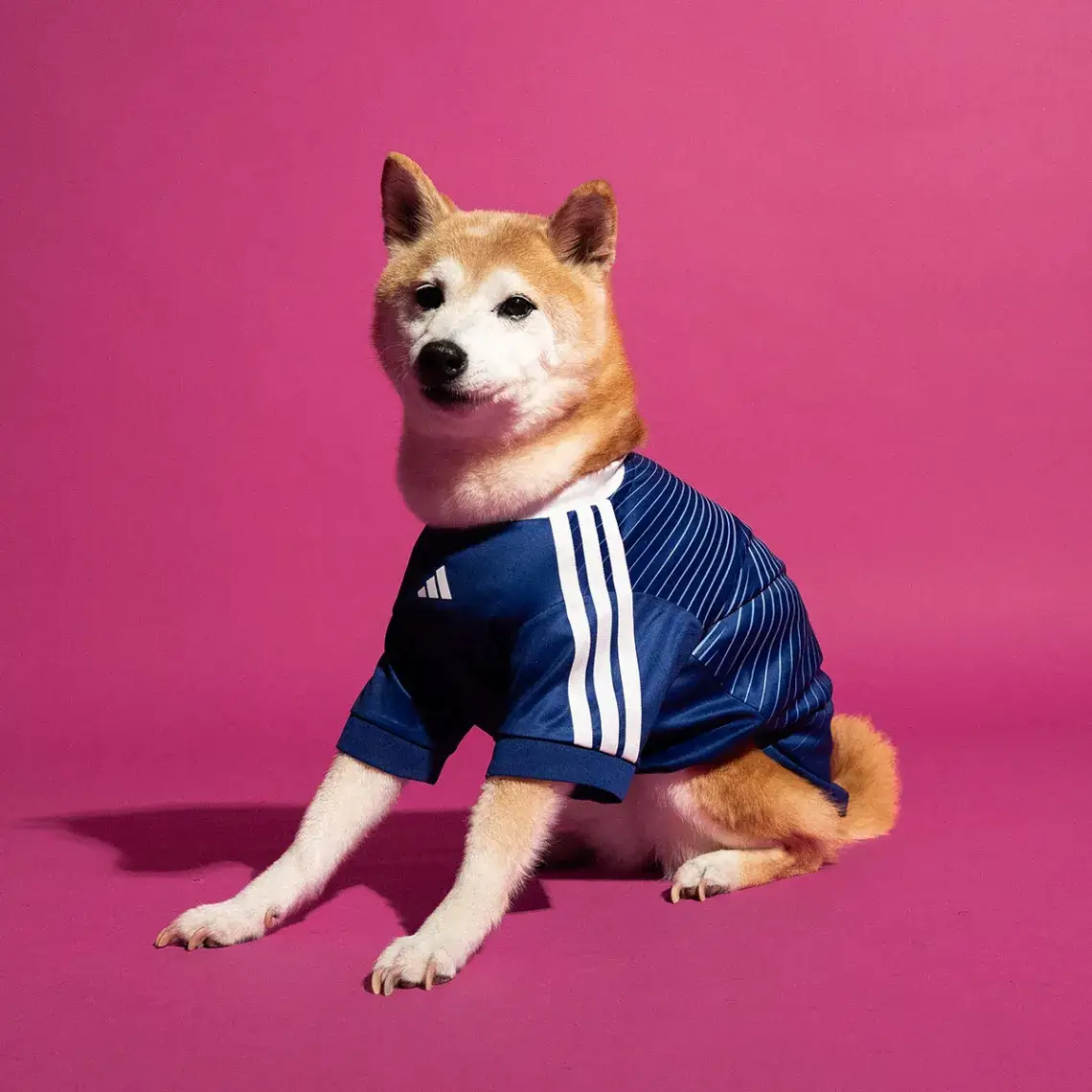 Adidas dog FIFA World Cup 2026 pet collection