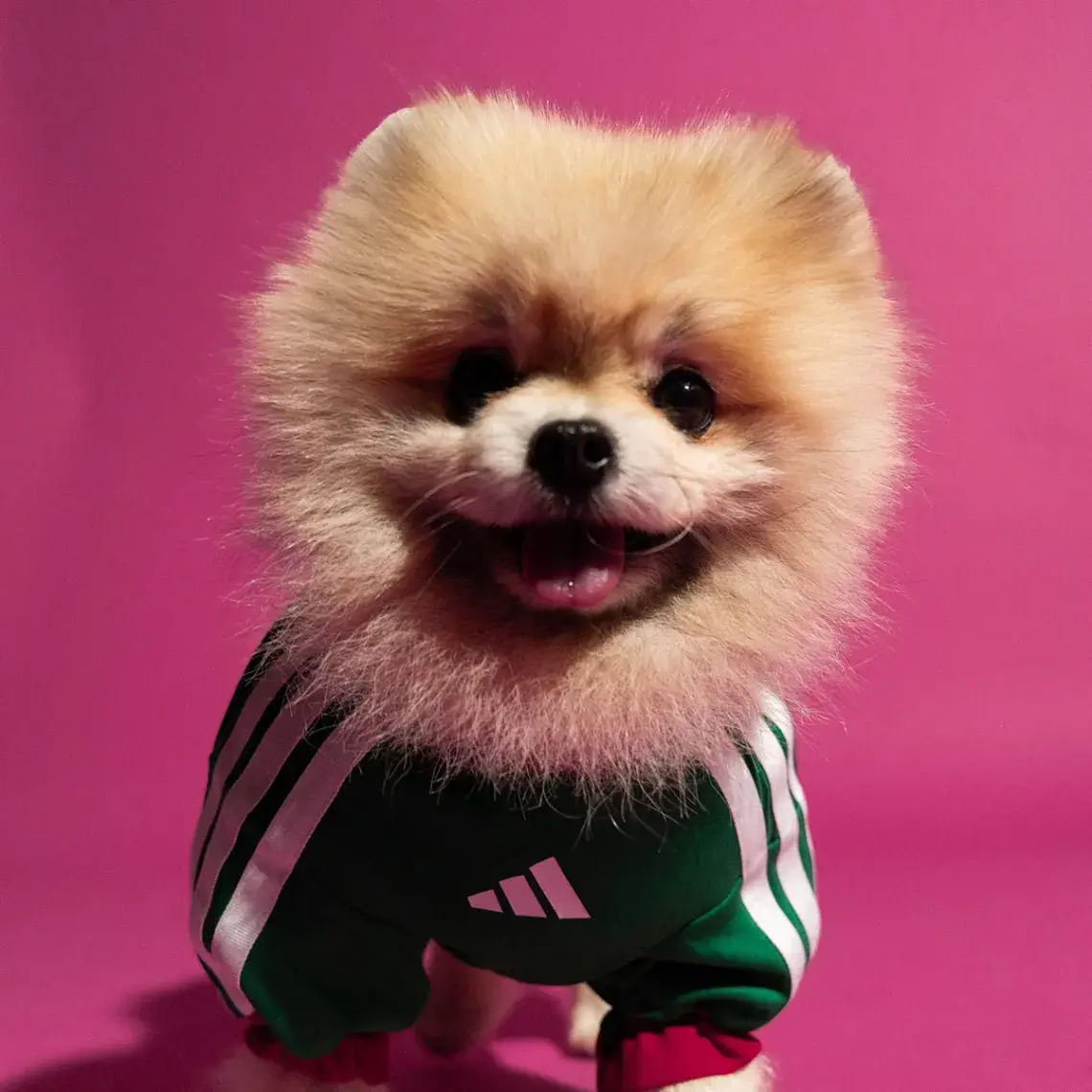 Adidas dog FIFA World Cup 2026 pet collection
