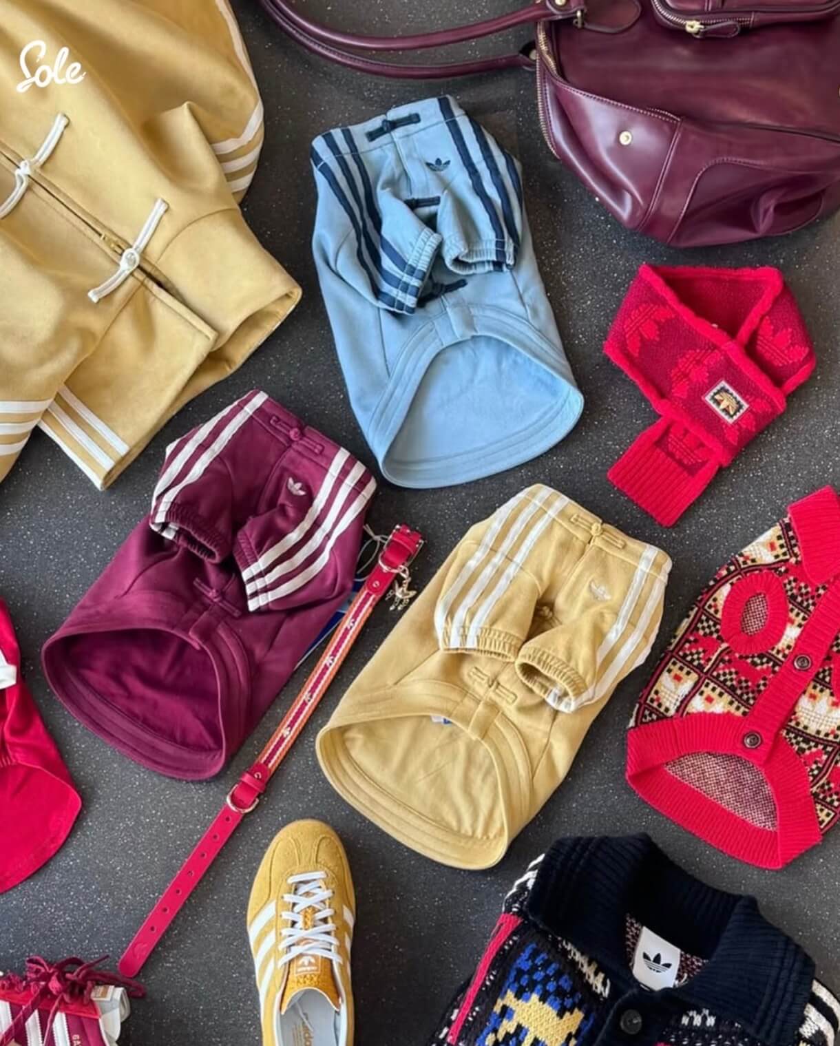 Adidas pet collection stylish outfits