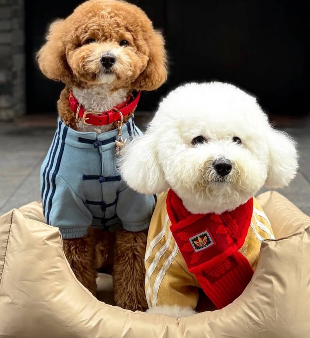 Adidas pet collection stylish outfits