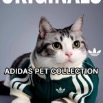 Adidas pet collection stylish outfits